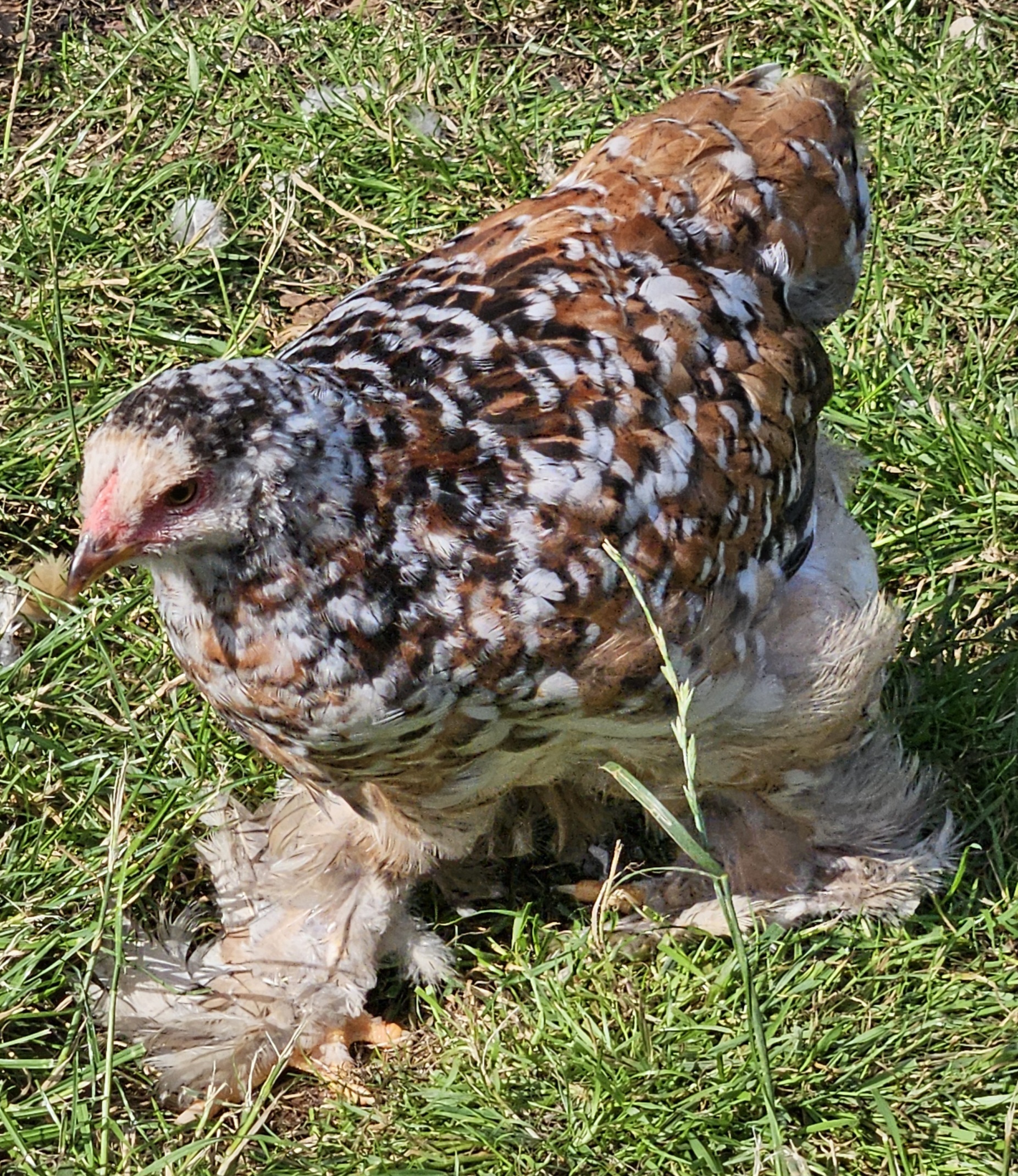 Mille Fleur Brahma with defined spangled pattern and dark centers