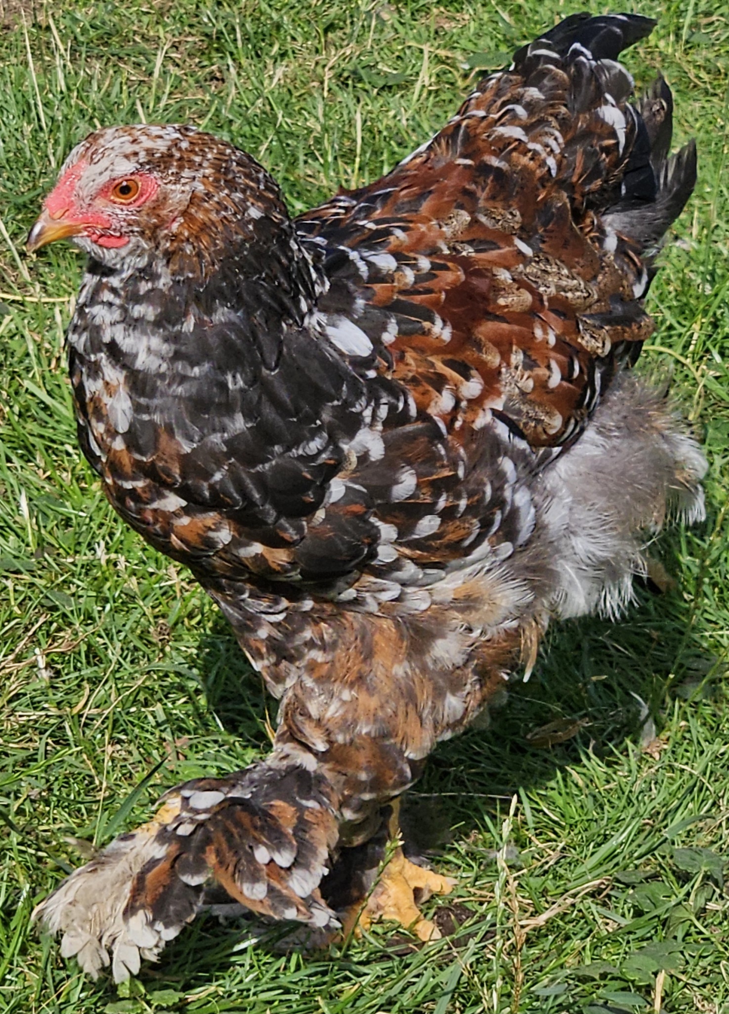 Red Porcelain Brahma hen with white-tipped feathers and warm base tones