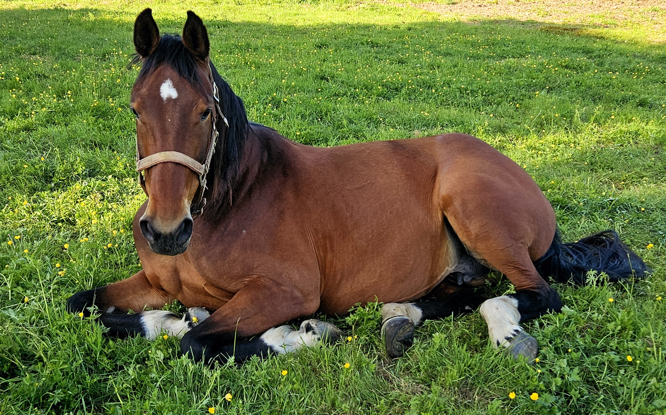 bayhorse