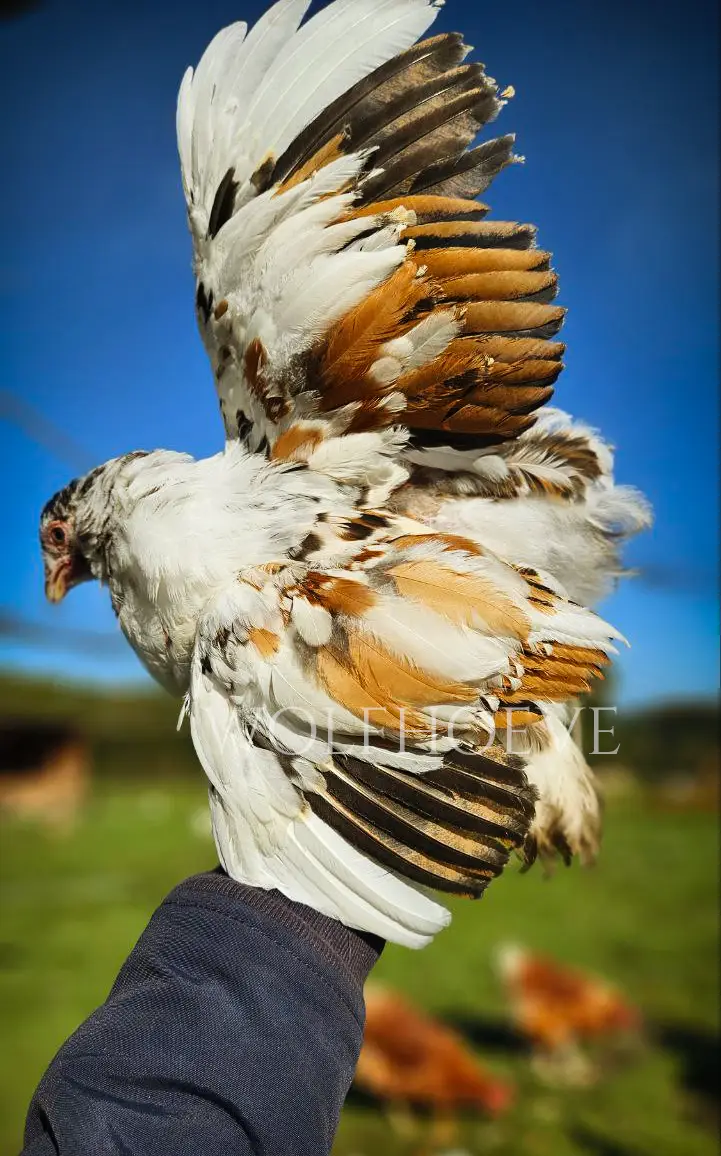 mille fleur pullet